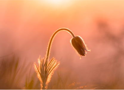 Learning to Trust the Whisper, Not the Wound