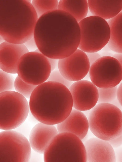 Antioxidant & Cellular Protection