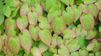 Horny Goat Weed