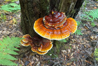 Reishi