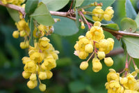 Berberine