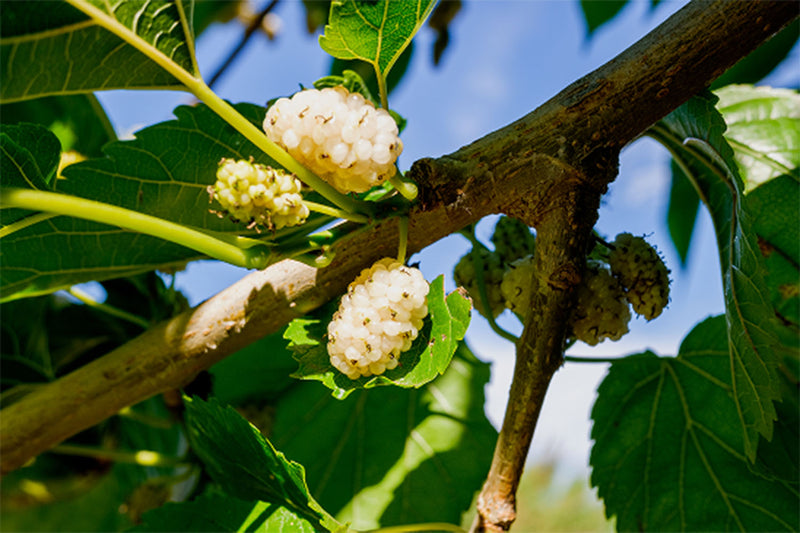 White Mullberry