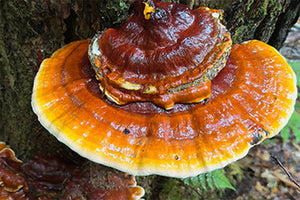 Reishi