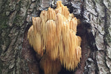 Lion’s Mane