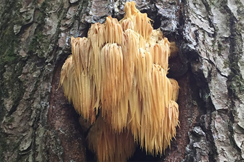 Lion’s Mane