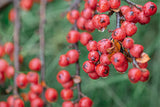 Hawthorn Berry