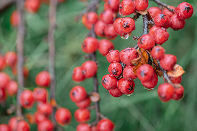Hawthorn Berry