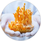 Cordyceps