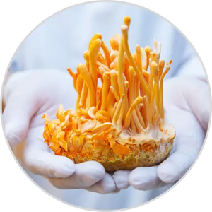 Cordyceps