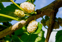 White Mulberry Leaf Extract