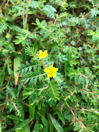 Tribulus Terrestris