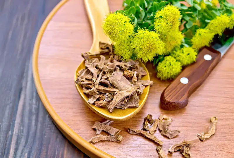 Rhodiola