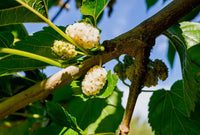 White Mulberry Leaf
