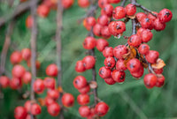 Hawthorn Berry